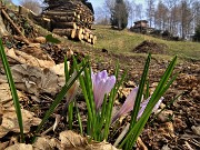 71 Crocus alla Ca' del Ceco